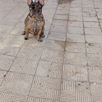 Bulldog francese 11 mesi 18 maggio fa 1 anno