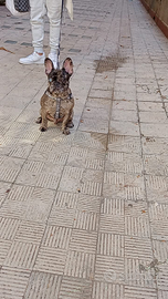 Bulldog francese 11 mesi 18 maggio fa 1 anno