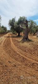 Terreno con Uliveto