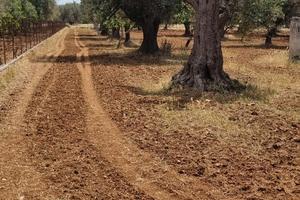 Terreno con Uliveto