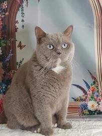 British shorthair Gerry
