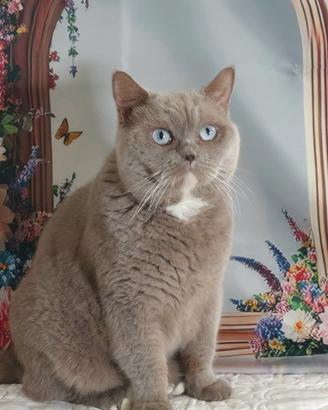British shorthair Gerry
