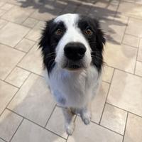 Elvis , border collie disponibile per monta