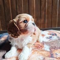 Cavalier king