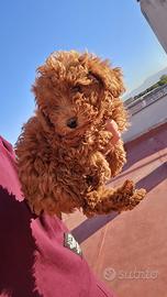 Cucciola barboncino femmina