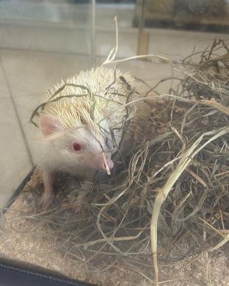 Riccio albino