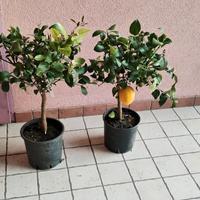 pianta limone meyer 