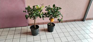 pianta limone meyer 