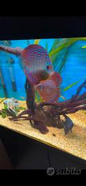 Pesci SG Discus + vasca completo di tutto