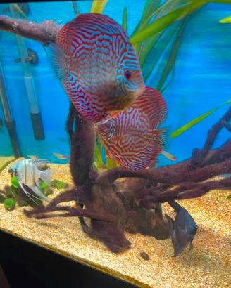 Pesci SG Discus + vasca completo di tutto