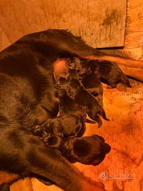 TopCuccioli rottweiler disponibili alta genealogia