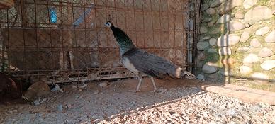 Femmina Pavone Riproduttiva