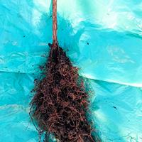 Barbatella di vite Vanessa senza semi