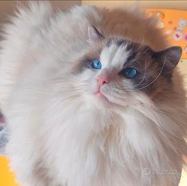 Ragdoll sterilizzato maschio