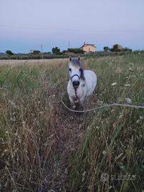 Pony
