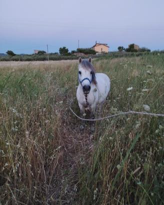 Pony