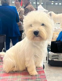 West highland white terrier