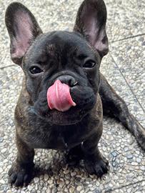 Bulldog francese