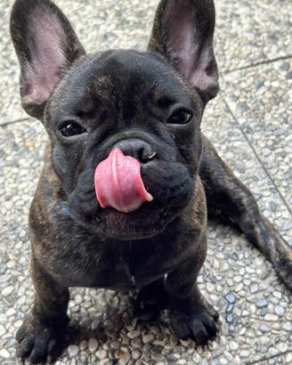 Bulldog francese