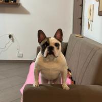 Bulldog francese da monta con pedigree