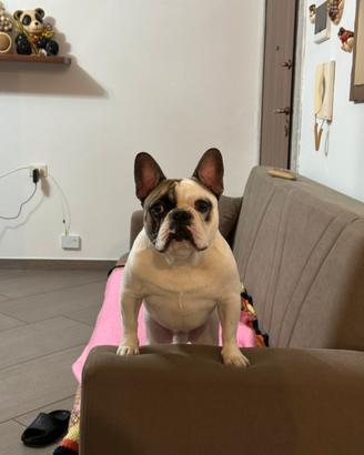 Bulldog francese da monta con pedigree