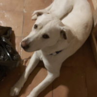 Cane simil labrador