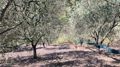 Frantoio oleario con 20 ettari di terreno