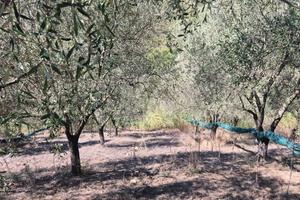 Frantoio oleario con 20 ettari di terreno