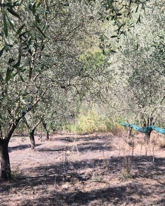 Frantoio oleario con 20 ettari di terreno