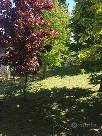 Tipica casa di montagna