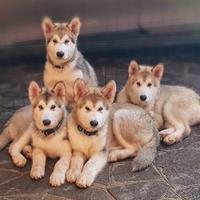 Alaskan Malamute