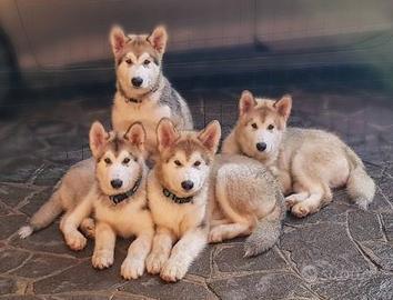 Alaskan Malamute