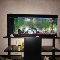 acquario 200 litri 