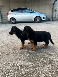 Cuccioli pastore tedesco originali