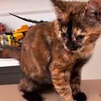 Cucciola incrocio Bengala