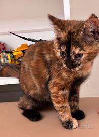 Cucciola incrocio Bengala