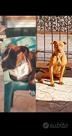 pitbull red nose 
