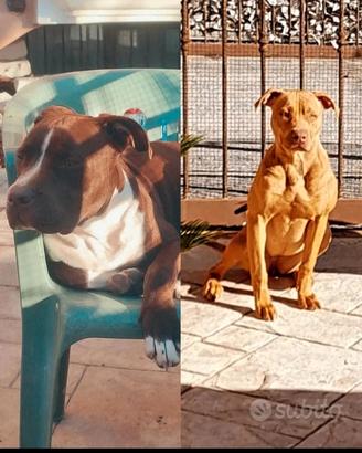 pitbull red nose 