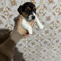 Cuccioli Jack Russel
