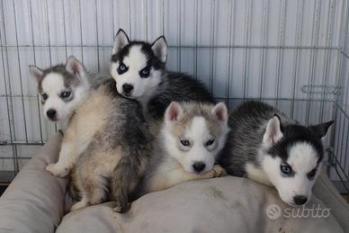 Siberian Husky con pedigree enci