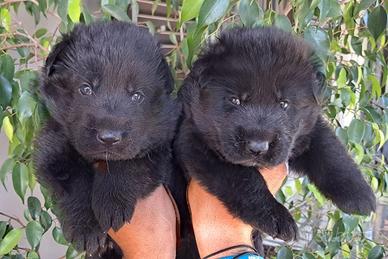 Pastore Tedesco Total Black cuccioli
