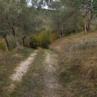 Terreno con oliveto e bosco