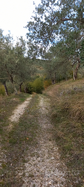 Terreno con oliveto e bosco