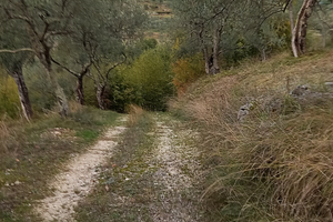 Terreno con oliveto e bosco