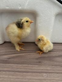 Pulcini diverse razze