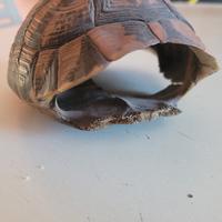 oggetto di arredamento 