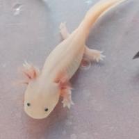 Axolotl