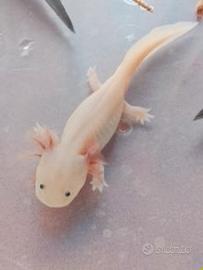 Axolotl