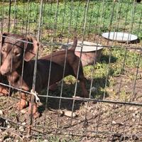 Bassotto kaninken cioccolato femmina di sei mesi