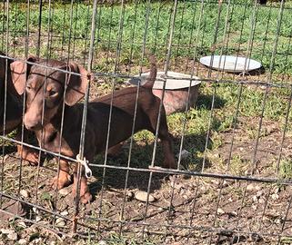 Bassotto kaninken cioccolato femmina di sei mesi